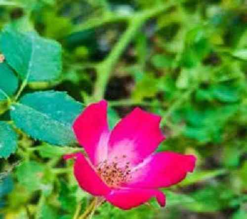 ابوالفضل محمدی غم چشمای پاکت دنیامو تیره کرده